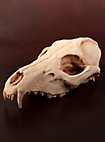 3D-printed fox skull for self-painting (16cm)